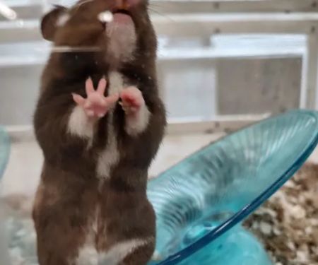Petco