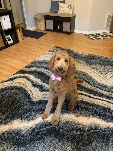 Kriser's Natural Pet Picture 1