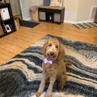 Kriser's Natural Pet ico