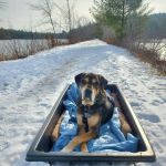 Holistic Pet Wellness