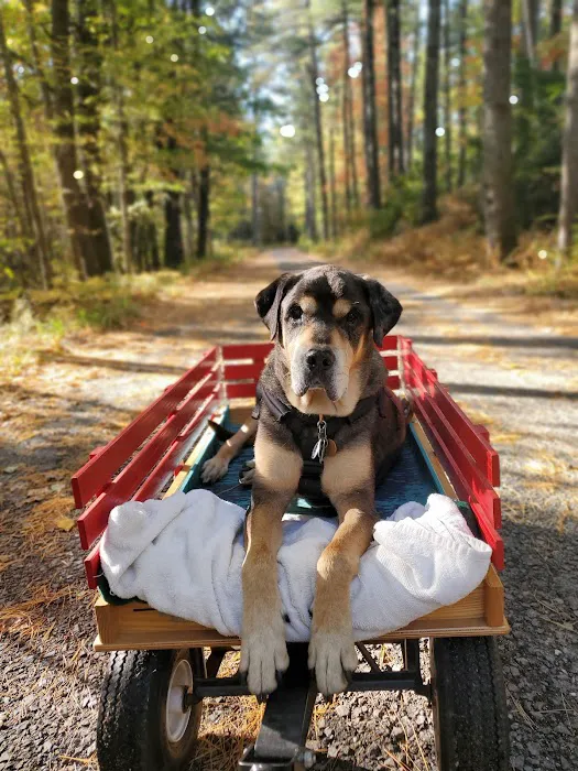 Holistic Pet Wellness Picture 5