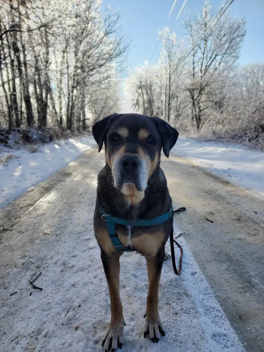 Holistic Pet Wellness Picture 7