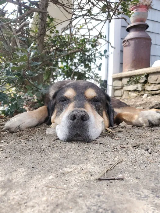 Holistic Pet Wellness Picture 2