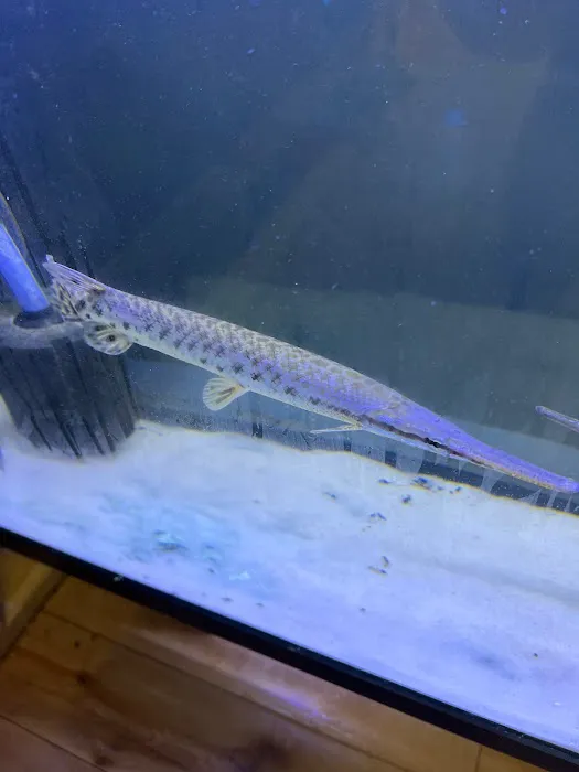 Fish Island Picture 5