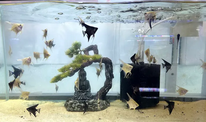 Fish Island Picture 4