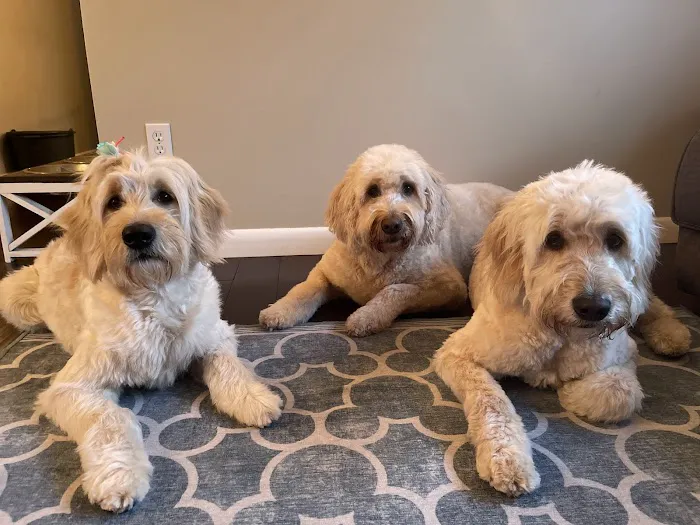 NorthPaws Veterinary Center Picture 2