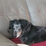 NorthPaws Veterinary Center