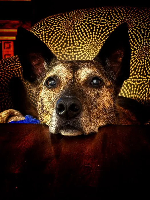 NorthPaws Veterinary Center Picture 3