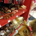 Petco