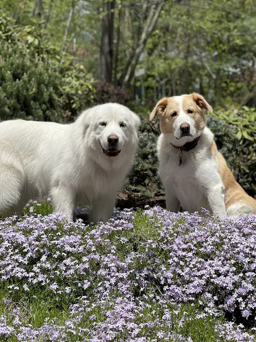 Litchfield Hills Veterinary Hospital Picture 10