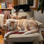 Litchfield Hills Veterinary Hospital