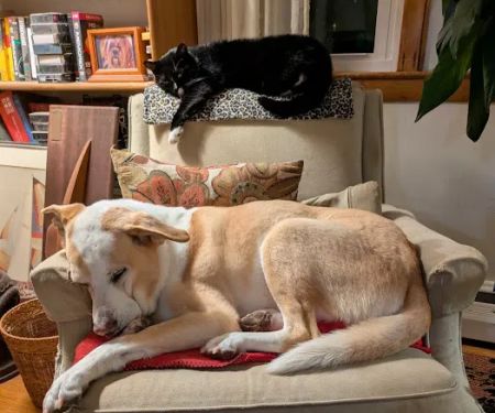 Litchfield Hills Veterinary Hospital