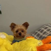Petco ico