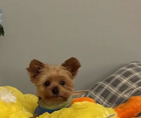 Petco