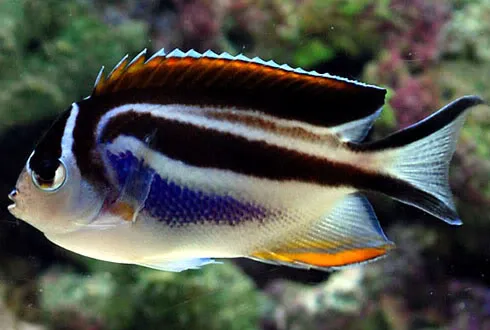 Exotic Aquatics Picture 6