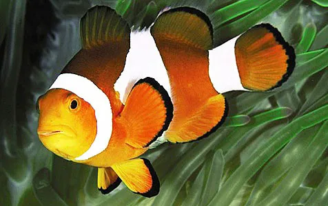 Exotic Aquatics Picture 5