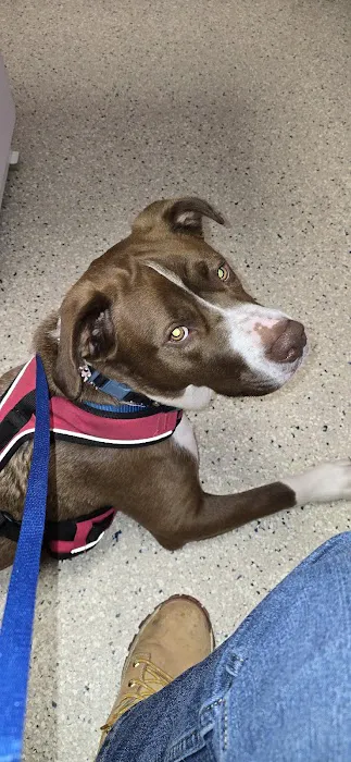 Second Chance Community Veterinary Hospital of Worcester Picture 1