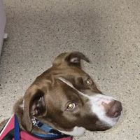 Second Chance Community Veterinary Hospital of Worcester ico