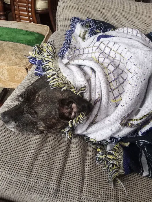 Second Chance Community Veterinary Hospital of Worcester Picture 7