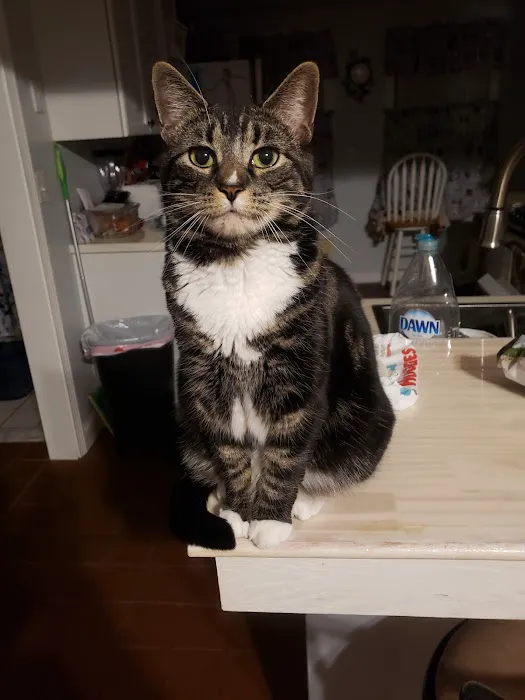 Second Chance Community Veterinary Hospital of Worcester Picture 4