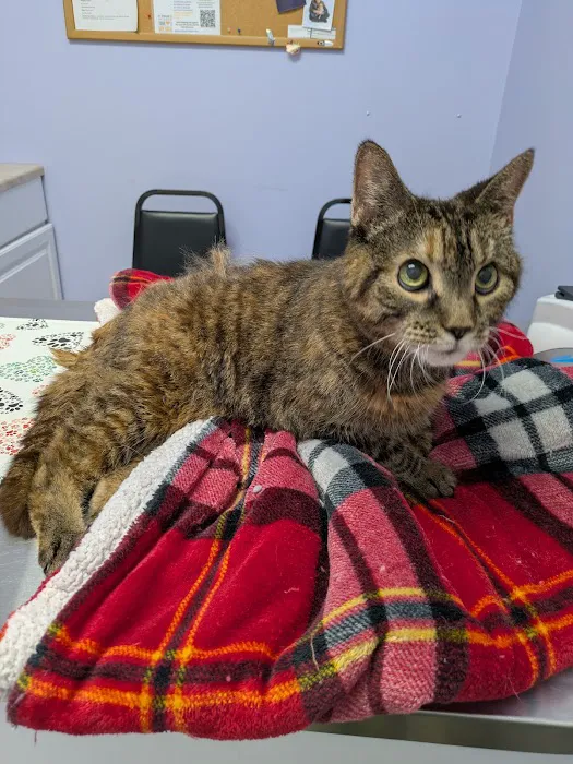 Second Chance Community Veterinary Hospital of Worcester Picture 10