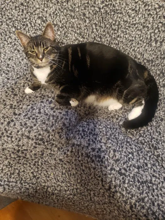 Second Chance Community Veterinary Hospital of Worcester Picture 3