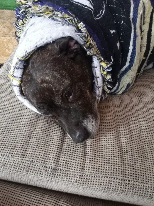 Second Chance Community Veterinary Hospital of Worcester Picture 9