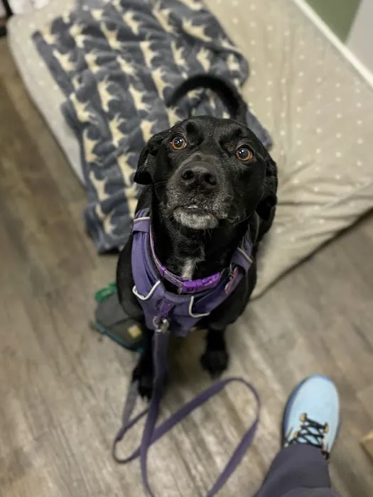 Dog Daze Boutique Picture 2