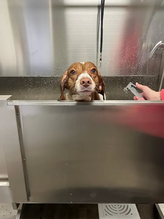 Dog Daze Boutique Picture 1