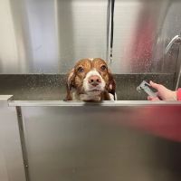 Dog Daze Boutique ico