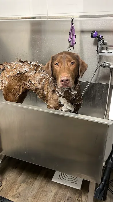 Dog Daze Boutique Picture 10