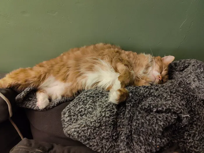 Veterinary Emergency & Specialty Hospital (VESH) Picture 1