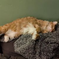 Veterinary Emergency & Specialty Hospital (VESH) ico