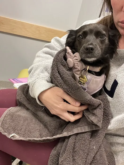 Veterinary Emergency & Specialty Hospital (VESH) Picture 3