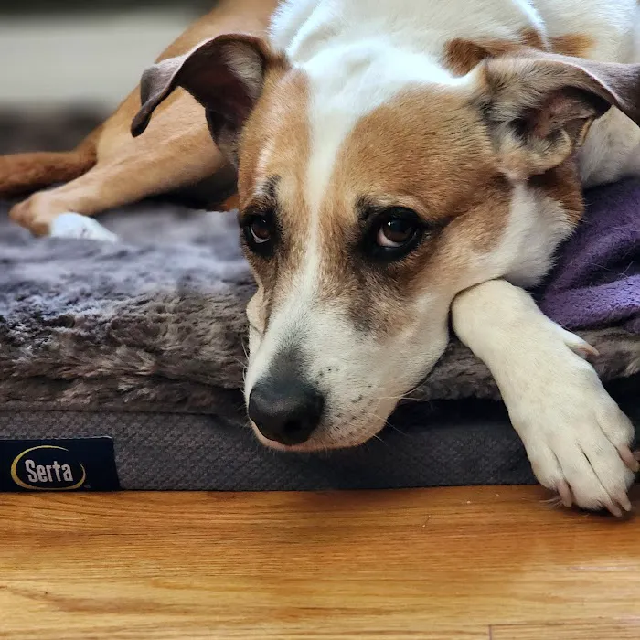 Veterinary Emergency & Specialty Hospital (VESH) Picture 9