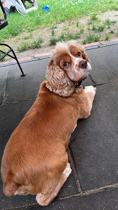 Veterinary Emergency & Specialty Hospital (VESH) Picture 4