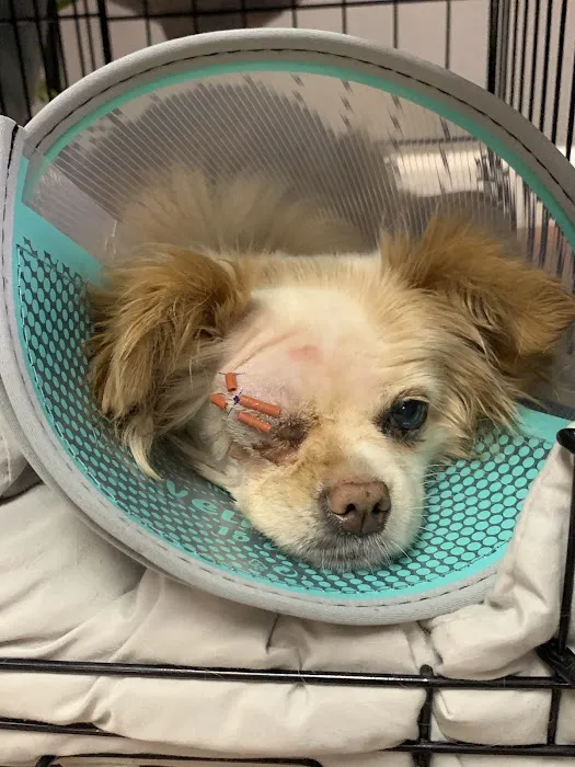 Veterinary Emergency & Specialty Hospital (VESH) Picture 7