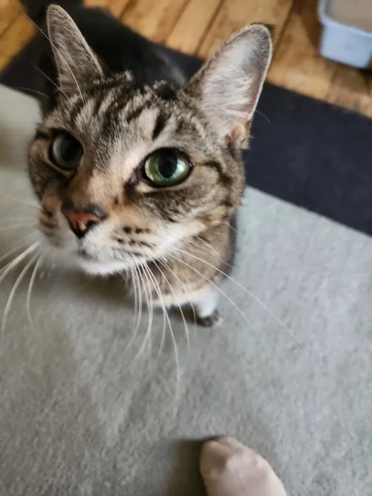 Veterinary Emergency & Specialty Hospital (VESH) Picture 2