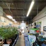 Koi and More Pond Shop