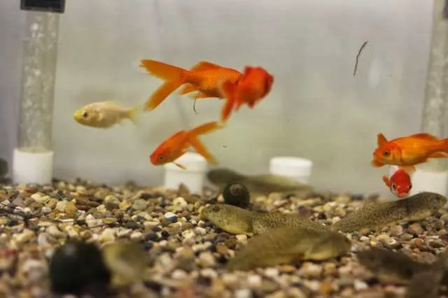 Koi and More Pond Shop Picture 3