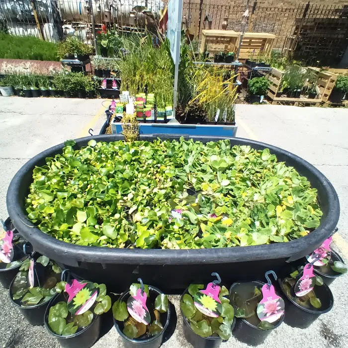 Koi and More Pond Shop Picture 10