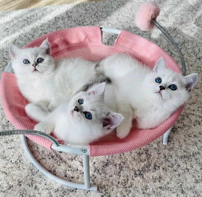 Scottish Kingdom Cats Picture 4