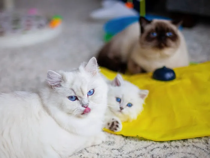 Scottish Kingdom Cats Picture 10