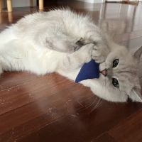 Scottish Kingdom Cats ico