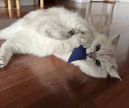 Scottish Kingdom Cats