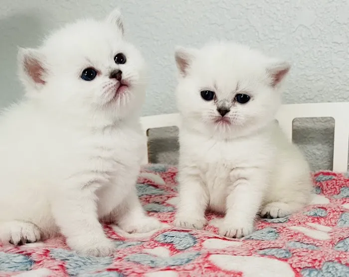 Scottish Kingdom Cats Picture 2