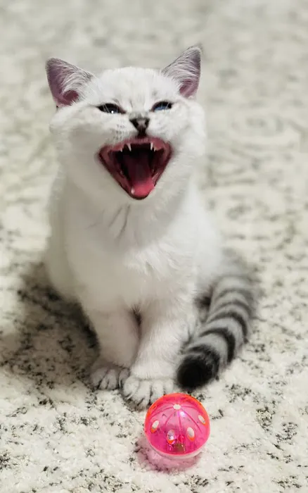 Scottish Kingdom Cats Picture 6