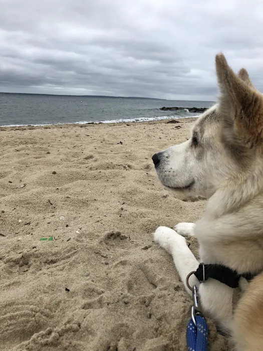 Paws Finding Peace Picture 3