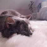 Paws Finding Peace