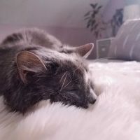 Paws Finding Peace ico